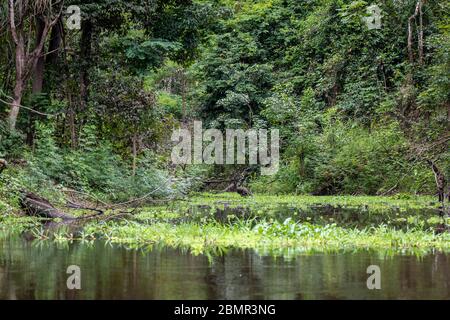 Tipico paesaggio peruviano del fiume Amazzonia Foto Stock