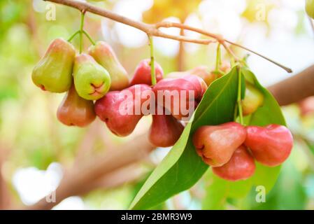 Estate di frutta di mela rosa appesa sull'albero / albero di mele rosa in frutteto in Thailandia Foto Stock