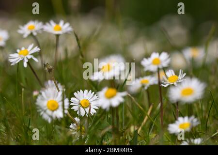 Dairies comune Bellis perennis in fiore in un prato, in un giardino inglese, Regno Unito Foto Stock