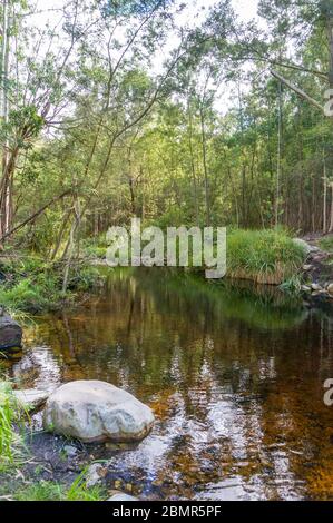 Foresta paesaggio del fiume con acqua trasparente e alberi lussureggianti verdi sulle rive del fiume Foto Stock