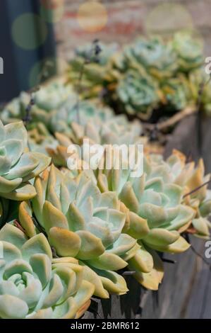 Belle piante succulente nel vaso all'aperto. Echeveria cactus pianta foglie primo piano su tessitura Foto Stock