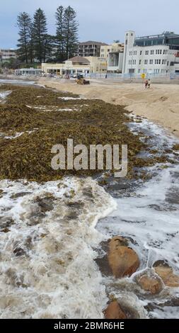 Sydney, Australia - 13 febbraio 2020: Mucchio di alghe sulla spiaggia di Cronulla dopo ciclone tempesta Foto Stock