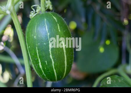 cucurbita maxima sottospecie andreana, incommestibile squash selvatico nativo del sud america Foto Stock