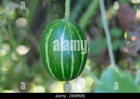 cucurbita maxima sottospecie andreana, incommestibile squash selvatico nativo del sud america Foto Stock