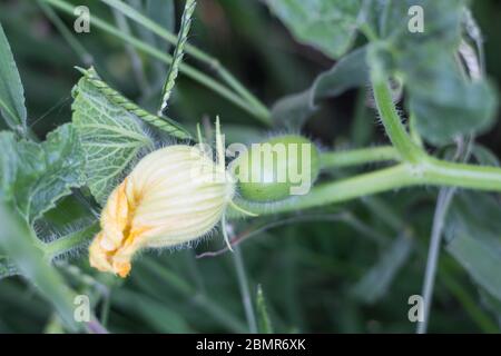 cucurbita maxima sottospecie andreana, incommestibile squash selvatico nativo del sud america Foto Stock