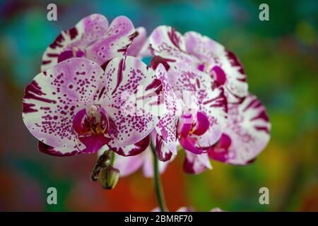 Splendidi fiori di orchidee fioriscono a Miami Beach, Florida Foto Stock