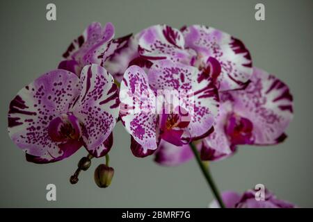 Splendidi fiori di orchidee fioriscono a Miami Beach, Florida Foto Stock