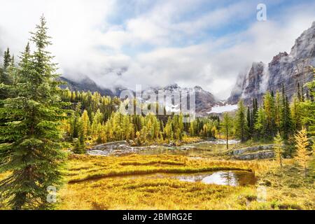 Scena autunnale al Lago o'Hara nelle Montagne Rocciose Canadesi del Parco Nazionale di Yoho con larici dorati e nuvole basse che pendono sopra Yukness Mountain nel Foto Stock