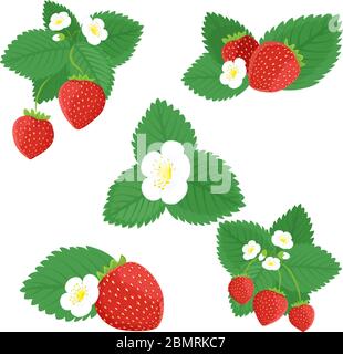 Set vettoriale di fragole e fiori di fragola bianca con foglie isolate su sfondo bianco Illustrazione Vettoriale