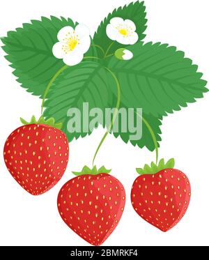 Fragole rosse mature con fiori e foglie. Illustrazione vettoriale isolata su sfondo bianco Illustrazione Vettoriale