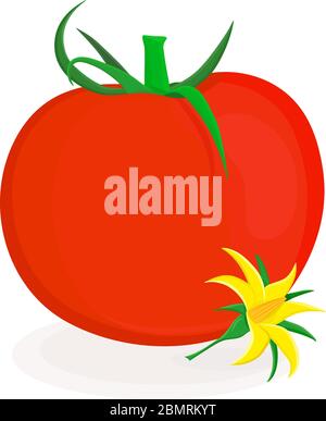 Illustrazione vettoriale di pomodoro rosso maturo Illustrazione Vettoriale