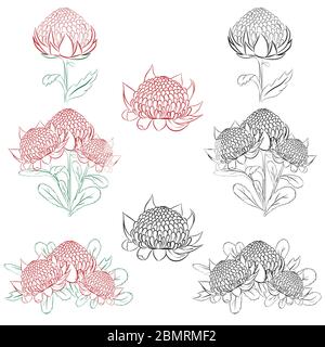 Illustrazione vettoriale di Waratah o telopea. Australiano nativo Bush fiore. Colore e contorno bianco e nero isolato su bianco. Illustrazione Vettoriale