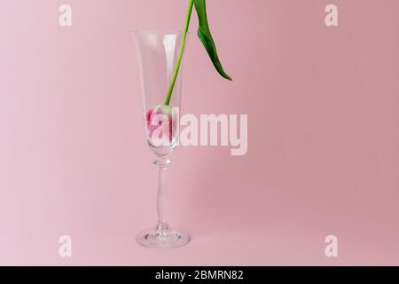 Tulipano rosa capovolto al vetro di shampagne senza acqua su sfondo rosa, Foto Stock