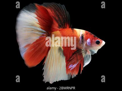 Betta Nemo HM Halfmoon maschio o Plakat Fighting Fish Splendens su sfondo nero. Foto Stock