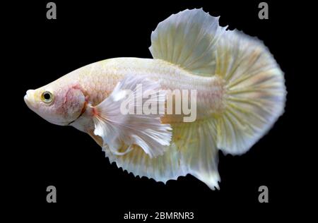 Betta Super Gold Dumbo Ear HMPK Halfmoon Plakat maschio o Plakat Fighting Fish Splendens su sfondo nero. Foto Stock