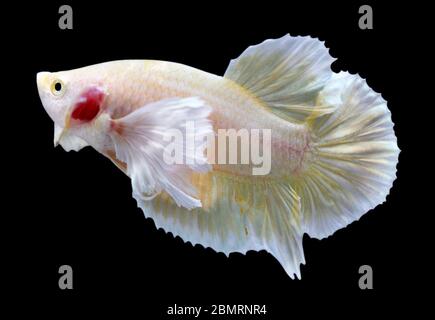 Betta Super Gold Dumbo Ear HMPK Halfmoon Plakat maschio o Plakat Fighting Fish Splendens su sfondo nero. Foto Stock