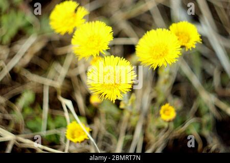 Sfondo sfocato. Fiori gialli a coltsfoot su uno sfondo di erba secca. Le prime piante primaverili. Foto Stock