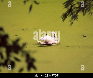 Pelican nel suo habitat naturale in una zona paludosa tra le spettacolari silhouette di rami di albero Foto Stock