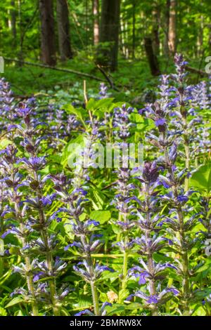 Klausen-Leopoldsdorf: Fioritura Kriechender Günsel (Ajuga reptans, comunemente noto come buggle, galla blu, bugleherb, bugleweed, carpetweed, buglew tappeto Foto Stock