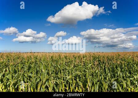 Commerciale di raccolto di mais coltivato per l'alimentazione animale, Norfolk, Inghilterra Ottobre Foto Stock