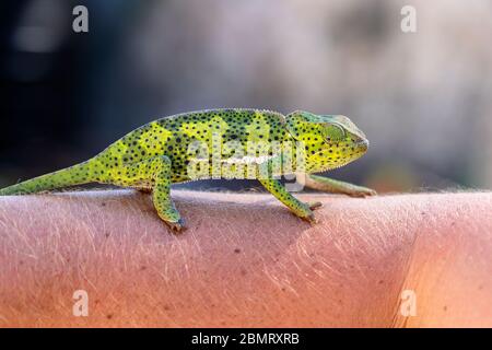 Primo piano di un camaleonte seduto su una mano sull'isola di Zanzibar, Tanzania, Africa orientale Foto Stock