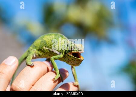 Primo piano di un camaleonte seduto su una mano sull'isola di Zanzibar, Tanzania, Africa orientale Foto Stock