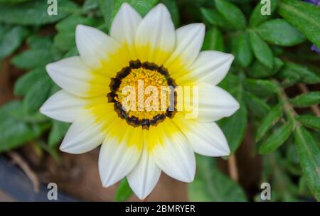 Fiori colorati visti in tutta l'India Foto Stock