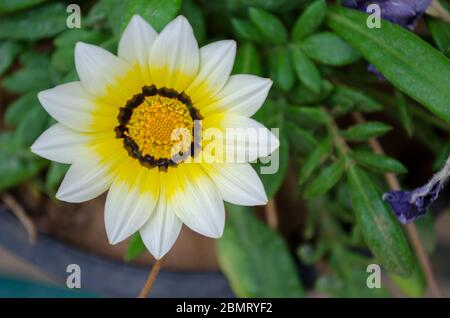 Fiori colorati visti in tutta l'India Foto Stock