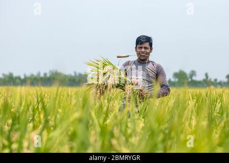 Farme riso yeld calactionagricolo lavoratori su campo di riso in Bangladesh Foto Stock