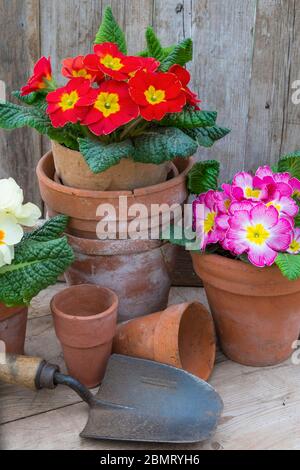 Giardino primaverile, vita morta con fiori. Foto Stock