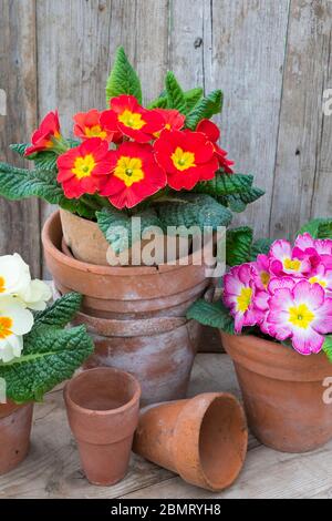 Giardino primaverile, vita morta con fiori. Foto Stock