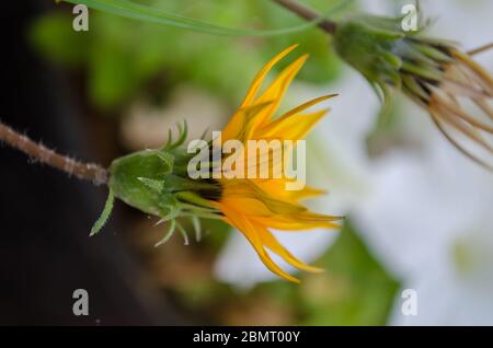 Fiori colorati visti in tutta l'India Foto Stock