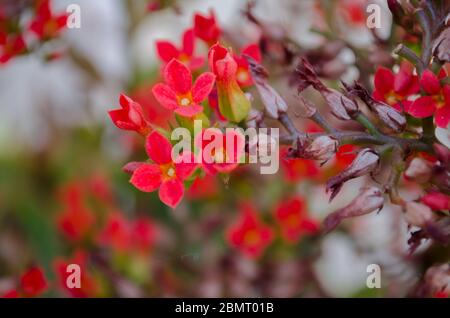 Fiori colorati visti in tutta l'India Foto Stock