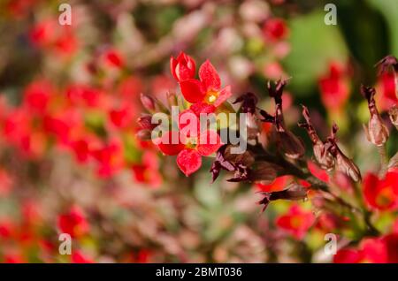 Fiori colorati visti in tutta l'India Foto Stock