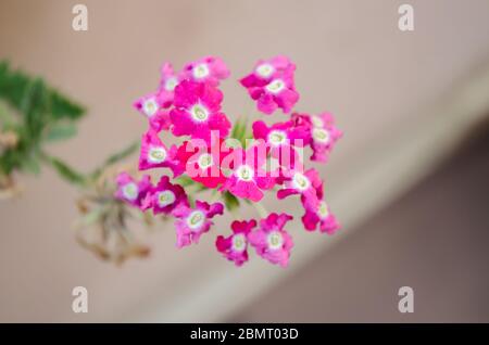 Fiori colorati visti in tutta l'India Foto Stock