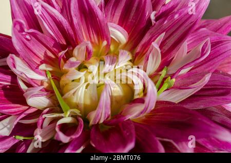 Fiori colorati visti in tutta l'India Foto Stock