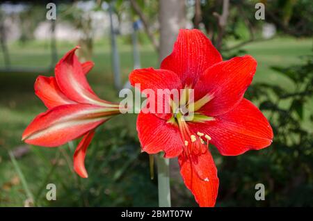 Fiori colorati visti in tutta l'India Foto Stock