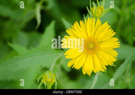 Fiori colorati visti in tutta l'India Foto Stock