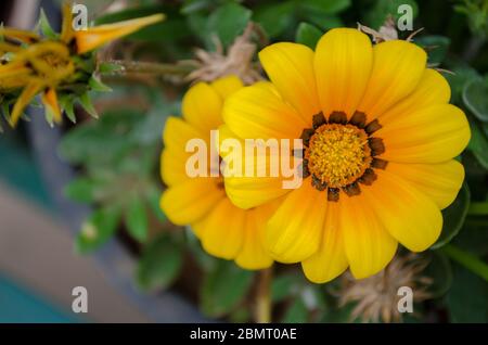 Fiori colorati visti in tutta l'India Foto Stock