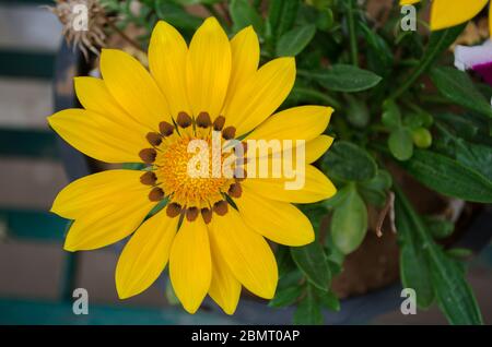 Fiori colorati visti in tutta l'India Foto Stock