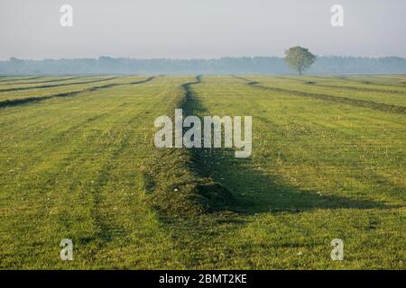 Erba con erba muta rastrellata per haymaking Foto Stock