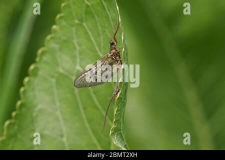 Una bella Mayfly, Ephemera vulgata, che si arenano su una foglia che cresce al margine di un fiume in primavera nel Regno Unito. Foto Stock