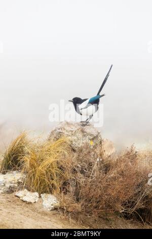 Maggie eurasiatico arroccato su una roccia con uno sfondo nebbiato Foto Stock