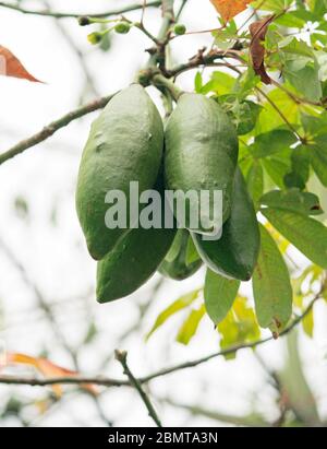 Primo piano dei frutti di Ceiba sull'albero Foto Stock