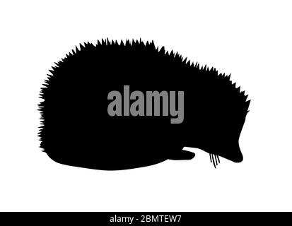 Silhouette di riccio su sfondo bianco Foto Stock