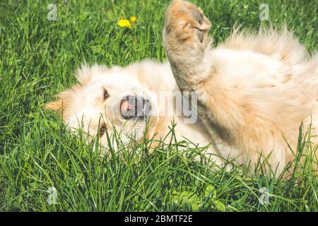 golden retriever, cane adulto che giace sull'erba. Filtro effetto vintage Foto Stock