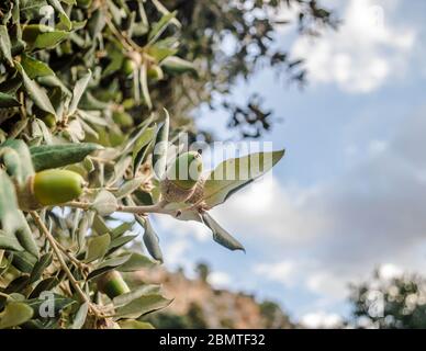 Acorn nell'albero Foto Stock