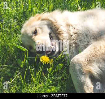 golden retriever, cane adulto che giace sull'erba. Filtro effetto vintage Foto Stock