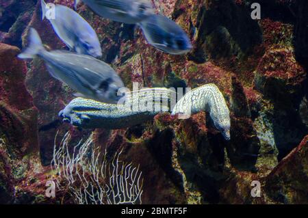 Due belle anguille in un acquario Foto Stock