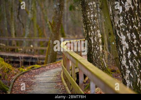 Scoiattolo rosso (Sciurus vulgaris) che corre su ringhiere in legno in un parco. Foto Stock